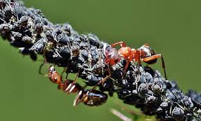 Dennoch sind ameisen nützlich im garten, da sie den abbau toter pflanzen unterstützen und zur auflockerung des bodens beitragen. Ameisen Im Garten Selbst De