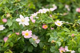 wild rose care growing tips and types