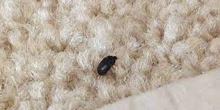 does borax kill carpet beetles