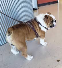 These puppies are tiny little treasures that will thrill their new homes with so much fun and joy because of. English Bulldog Males Females For Sale In Oklahoma S J English Bulldogs