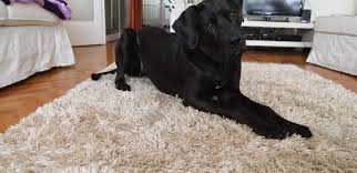 how to get dog out of wool rug