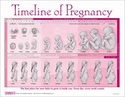 All Inclusive Pregnancy Growth Chart Month By Month
