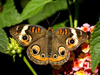 Check spelling or type a new query. How To Raise Butterflies And Build A Butterfly House
