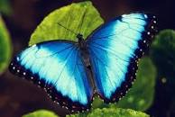 The Secret Lives of Blue Butterflies | Montana Public Radio