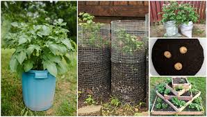 Toward the end of the season, however, the leaves will start yellowing and the stems will wilt. 21 Genius Ideas For Growing Sacks Of Potatoes In Tiny Spaces