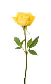 free photo yellow rose flower rose