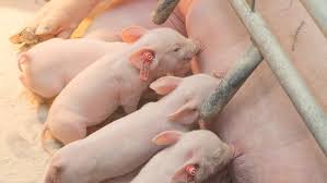Farrowing Management Advice For Stockpeople Farmers Weekly
