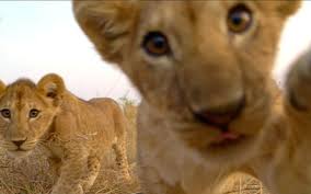 Lions are a species of animal native to the pride lands and the tree of life. Lion Cubs All You Need To Know Info Facts Images Alert