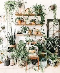 The Best 9 Indoor Hanging Plants Even A