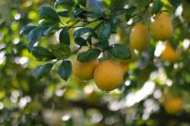 How To Grow And Care For A Lemon Tree