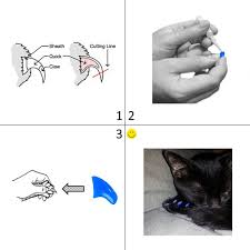 How To Purrdy Paws