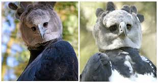 The eagle is considered to be a messenger to god. Harpy Eagles Are Giant Birds Of Prey That Look Strangely Like People In Bird Costumes