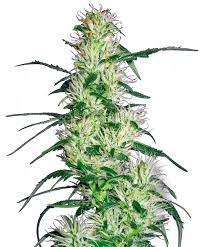 Hendrix said in a 1969 interview with the new musical express: Purple Haze Feminised Seeds Von White Label Seed Company Seedsman Hanfsamen