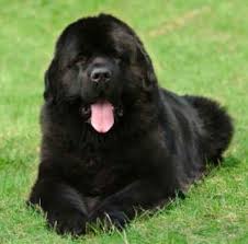A combination of the newfoundland and the poodle, the newfypoo is a sweet and fluffy companion that the whole family will enjoy. Newfoundland Dog Rehoming