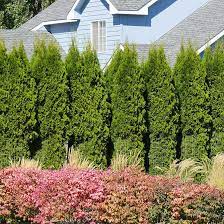 American Arborvitae Trees For At