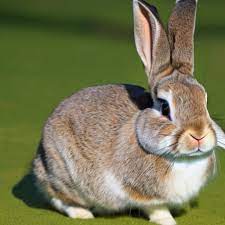 rabbit dream meaning symbolism