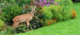 deer resistant plants deer deters