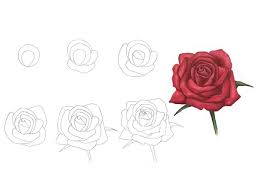 how to draw a rose with a pencil step