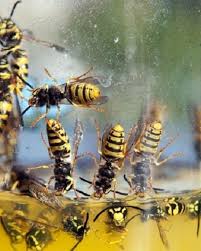 8 genius ways to get rid of wasps