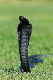 black cobra indian king cobra snake
