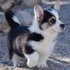 Available corgi puppies for you. 3
