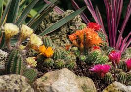 How To Grow Cacti And Succulents