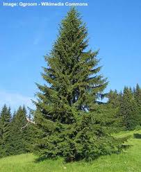 17 types of spruce trees and shrubs