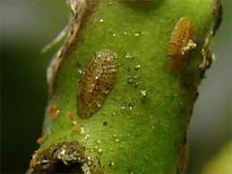 Au côtés des pucerons, la cochenille est un des parasites les plus courants et les plus nuisibles pour nos plantes. Les Insectes Et Autres Ravageurs Du Laurier Rose Les Lauriers Du Pont Du Gard Specialiste En Lauriers Roses