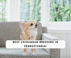 best chihuahua breeders in pennsylvania