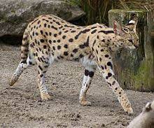 Common in nature and captivity, this species is important for institutions with zoogeographic themes, as well as for educational uses. Serval Wikipedia