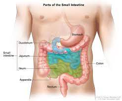 Metastasis is the spread of cancer cells beyond the original tumor to other organs and metastatic cancer does not mean one thing or have one course. Small Intestine Cancer Understanding The Signs Symptoms Of Tumors In The Small Intestines Cleveland Oh University Hospitals