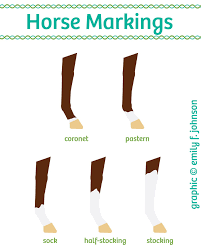 Horse Leg Markings Chart Horses Horse Information Horse