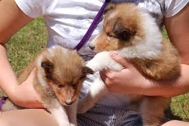 rough collie puppies everything a new