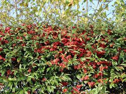 How many cotoneaster salicifolius (willow leaf cotoneaster) do i need for my garden? Weidenblattrige Hangemispel Cotoneaster Salicifolius Var Floccosus Baumschule Horstmann