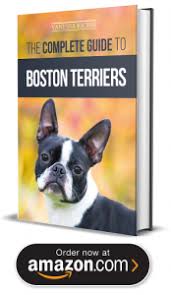 Your boston terrier puppy will geet safe shipping. Boston Terrier Puppies For Sale In New Jersey