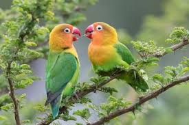 love bird pictures what is the of
