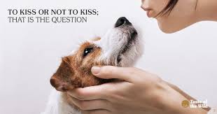 is it ok to kiss your dog