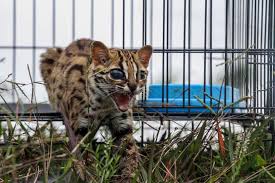 Spesies kucing hutan ini merupakan hewan endemik yang hanya ada. Pelepasliaran Kucing Hutan Di Aceh Utara Republika Online