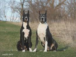 Pitbull great dane mix breeds will inherit intelligence and loyalty from both parents, but will definitely need training and socialization. Great Dane Breeders In Iowa Petsidi