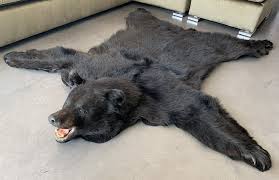 black bear with a stuffed head