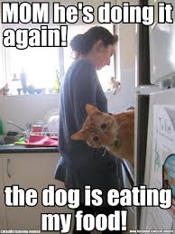 He&#39;s Eating My Food ... - Grumpy Cat Meme - See Funny Images ... via Relatably.com