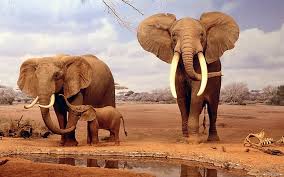 hd wallpaper elephants african safari