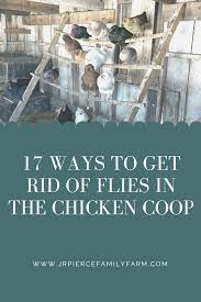 get rid of flies in the en coop
