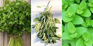 best herbs to grow in your garden