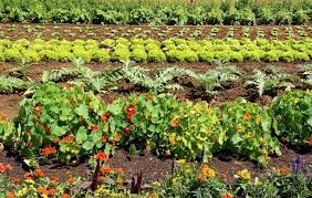 to plant marigolds in vegetable garden