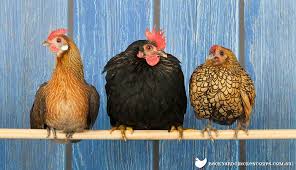 Perch Importance: Chickens Need A Good Roost To Sleep