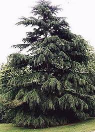 Кедър (cedrus sp.) представлява род вечнозелени, иглолистни, мощни дървета това са хималайският кедър и ливанският кедър. Himalajski Kedr Cedrus Deodara Opisanie Priroda 2021