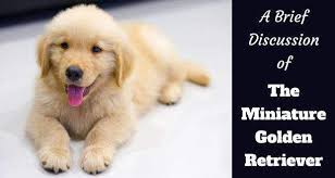 We have many breeds to choose from. The Miniature Golden Retriever Small Teacup Totally Goldens