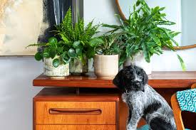 How To Make Your Plants Dog Friendly