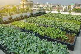 Rooftop Organic Farming Course With